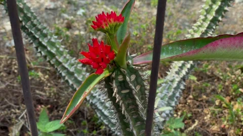 Spiky cactus plant with bright red flowers 스톡 동영상 344112550