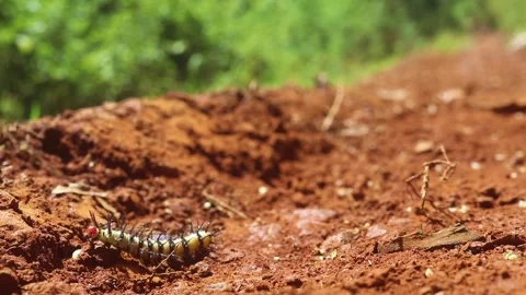 SPIKY CATERPILLAR Stock Footage 241683564