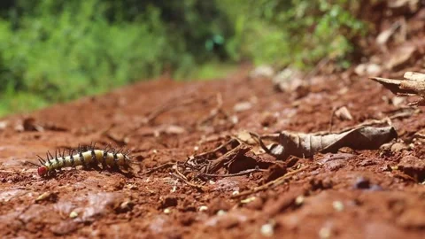 SPIKY CATERPILLAR Stock Footage 241683611