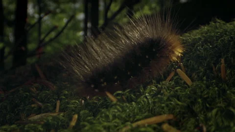 Spiky caterpillar moves through green moss in bavarian forest park Stock Footage 325639853