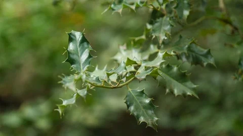 Spiky decorative leaves of Common Holly shrub in light wind, 4K Stock Footage 106965113