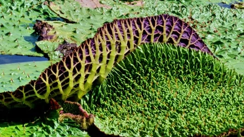 Spiky Euryale Leaf with Purple Veins Floating on Pond Vídeos de archivo 340864236