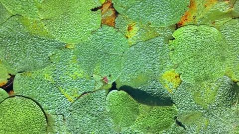 Spiky Euryale Leaves Covering Pond Surface Stock-Footage 341368417