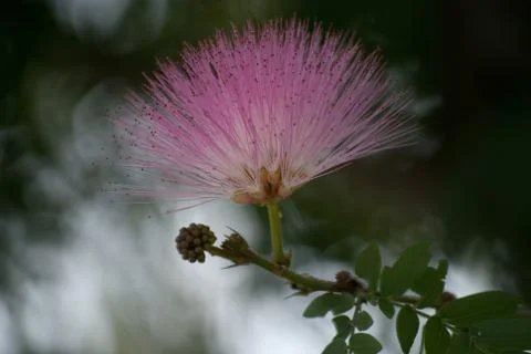 Spiky Flower Stock Photos
