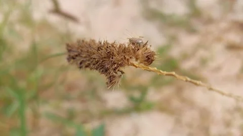 Spiky grass flower Stock Footage 266208869