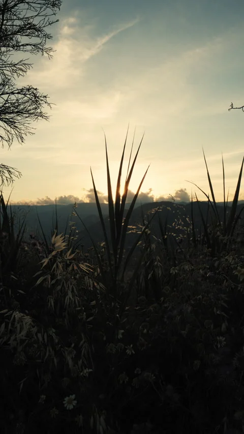 Spiky grass silhouette in narrow frame at sunset Stock Footage 336569396