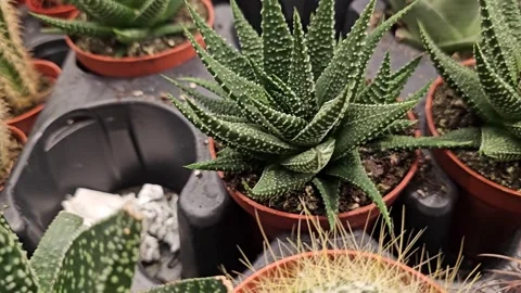 Spiky green cactus Close-Up of Cactus Texture Simple Stock Footage 312330430