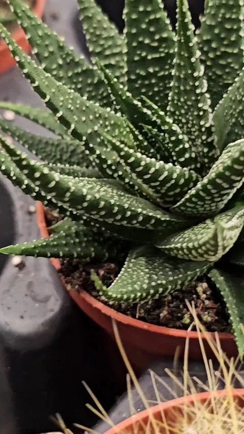 Spiky green cactus Close-Up of Cactus Texture Simple Stock Footage 313392984