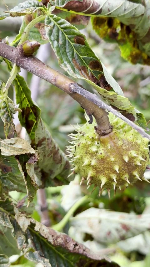 Spiky Green Seed Pod Growing on Tree Branch, Vertical Video Stock Footage 345043144