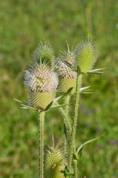 Spiky inflorescence vorovki (lat. Dipsacus) on a grass background Stock Photos