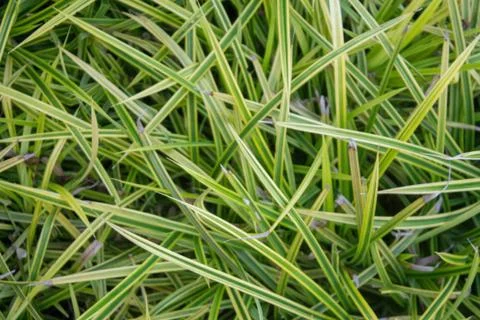 Spiky leaf background	 스톡 사진