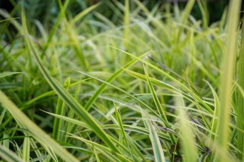 Spiky leaf background	 Foto stock