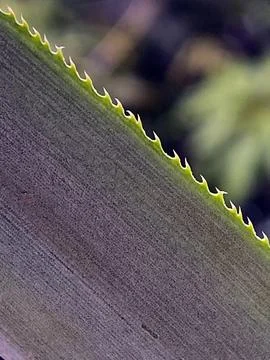 Spiky Leaf Edge Macro Texture Detail Nature Background Stock Photos