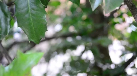 Spiky Leaves on a Tree HD Stock Footage 7732203