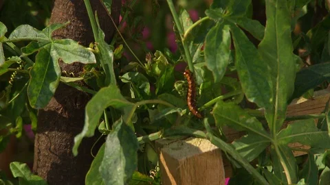 Spiky looking caterpillars crawling up green flower bush Stock Footage 114768133