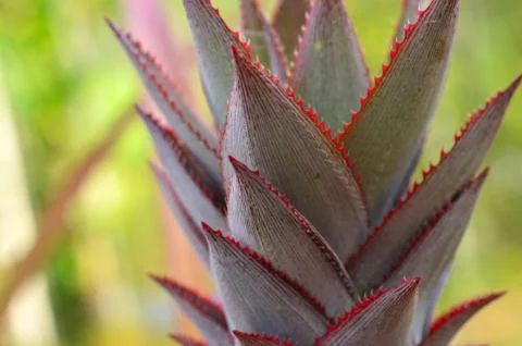 Spiky part of the pineapple is called as a crown, and it is not for eating. T Stock Photos