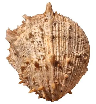 Spiky Pink Clam Shell Frontside Stock Photos