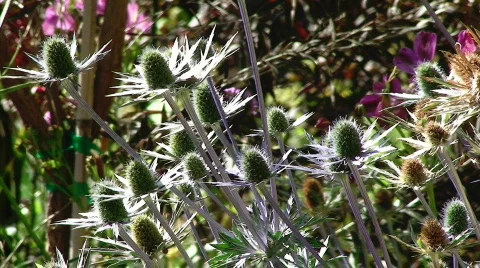 Spiky Plants Stock Footage 464780