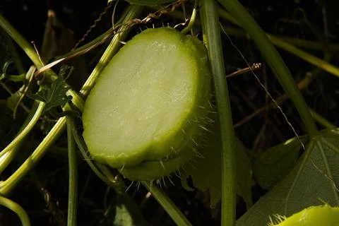 A spiky pumpkin, cut in half. Foto stock