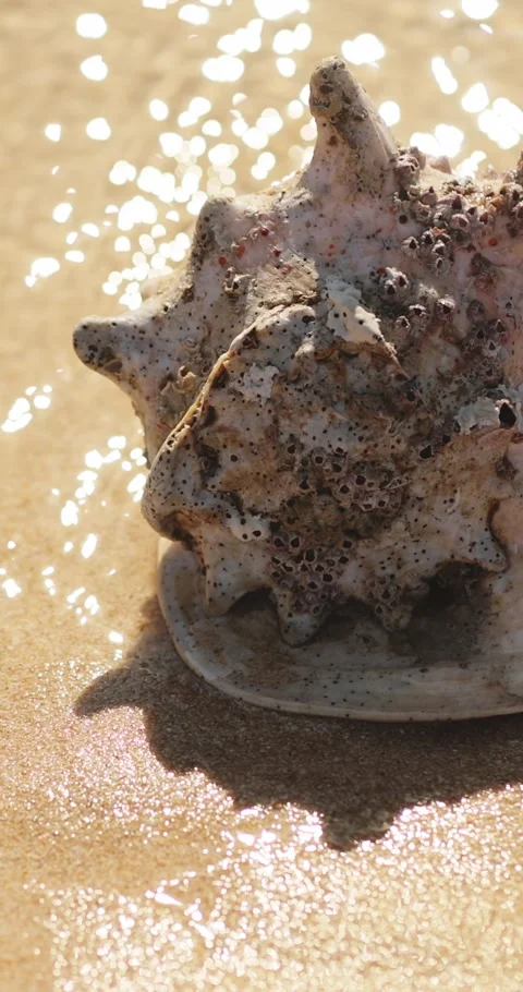 Spiky Seashell In Shallow Surf On Sandy Beach, Summer Travel Copy Space Stock Footage 345376567
