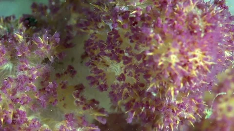 Spiky soft coral  (Dendronephthya sp.2) in Fujairah UAE Oman gulf Stock Footage 82148111