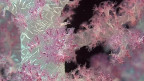 Spiky soft coral (Dendronephthya sp.2) of Red sea Sudan Sanganeb 스톡 동영상 87715974