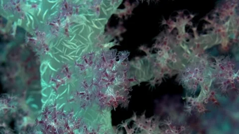 Spiky soft coral (Dendronephthya sp.2) of Red sea Sudan Sanganeb. Vidéo 87955277