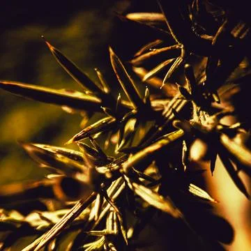 Spiky texture of ULEX EUROPAEUS in dramatic golden light, abstract background Foto stock