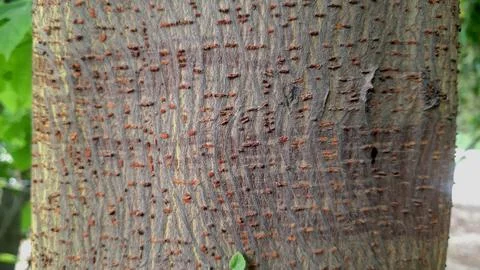 Spiky Tree Bark Texture Close Up View In Forest Environment Stock Photos