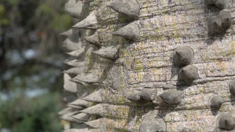 Spiky tree, dragon tree, Ceiba speciosa. Stock Footage