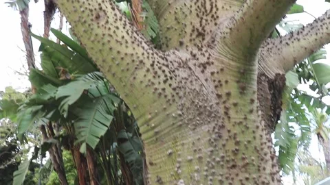Spiky tree Stock Footage 231873653
