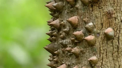Spiky Tropical Tree Trunk Stock Footage 40452188