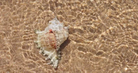 Spiky White Murex Conch Shell On Sandy Seabed With Water Caustics Stock Footage 345376509