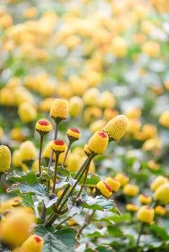 Spilanthes oleracea Stock Photos
