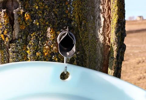 Spile tapped in hard maple treee with sapp running into pail Stock Photos