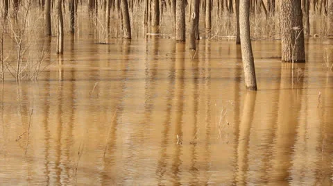 The spill rivers flood in the woods. Stock Footage