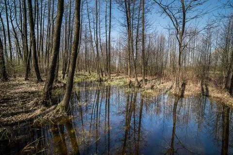 Spill in the spring forest. Bare trees without leaves on the branches. Blue s Stock Photos