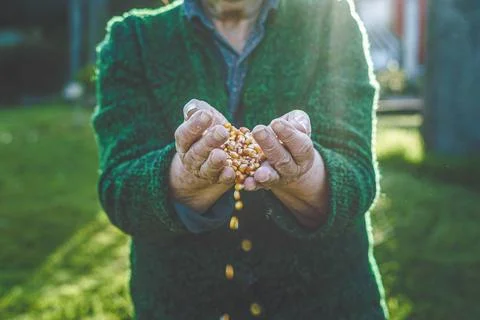 Spilled corn Stock Photos