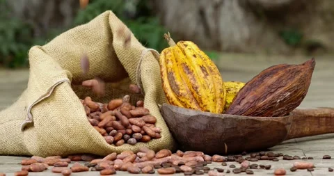 Spilling cacao beans in burlap sack beside ripe cacao pods, Cacao packshot. Stock-Footage 277532760