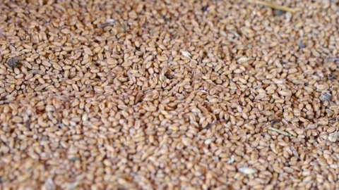 Spilling grain Stock Footage 105510997