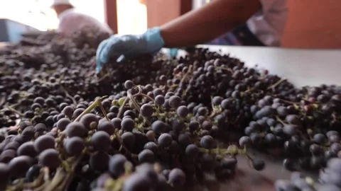 Spilling on the red grapes into vibrating table Stock Footage 242522805