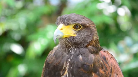 Spilornis cheela (Crested Serpent Eagle). HD Stock Footage 41885854