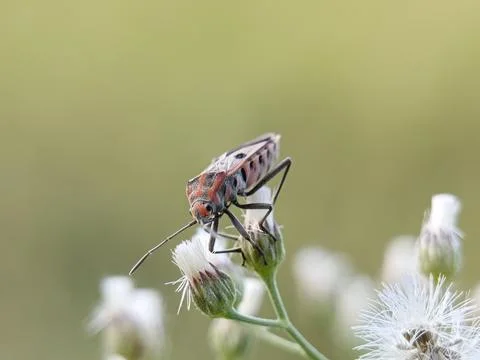 Spilostethus panduru. Stock Photos