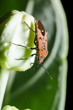 Spilostethus pandurus bug Stock Photos