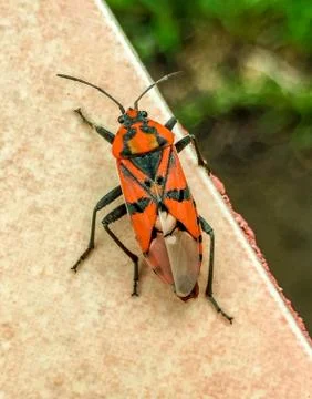 Spilostethus Pandurus Stock Photos