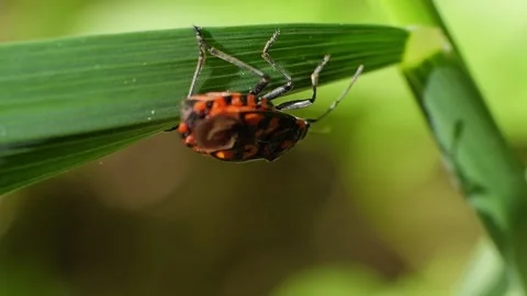 Spilostethus saxatilis insect on a stem macro slow motion Stock Footage 296171880
