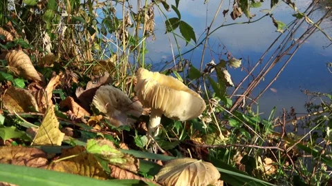 Spin around the broken mushroom  Stock Footage 168558681