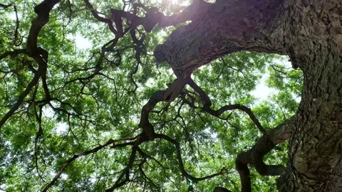 Spin camera look up around wide  branches of tall tree Stock Footage 198809828