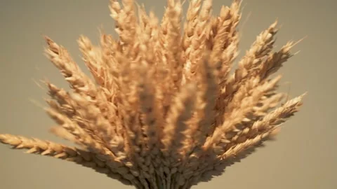 Spin ears of wheat gathered in a small sheaf Stock Footage 258231856
