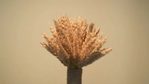 Spin ears of wheat gathered in a small sheaf Stock Footage 258231913